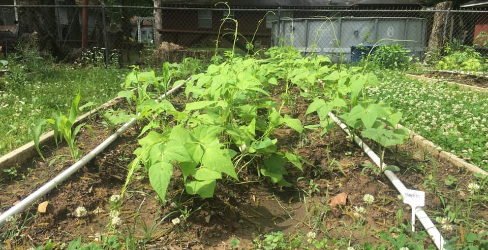 An irrigated garden plot